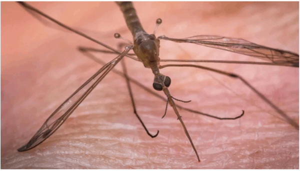 Mosquitoes, wasps and parasitic worms could help make injections less painful