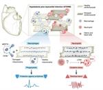 نقش سلول های سیستم ایمنی ذاتی ( نوتروفیل ها و ماکروفاژها) در پیدایش آریتمی بطنی ( فیبریلاسیون بطنی و تاکی کاردی بطنی) بدنبال