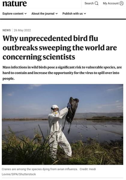 نگرانی دانشمندان از شیوع بی سابقه آنفولانزای پرندگان که جهان را فراگرفته است