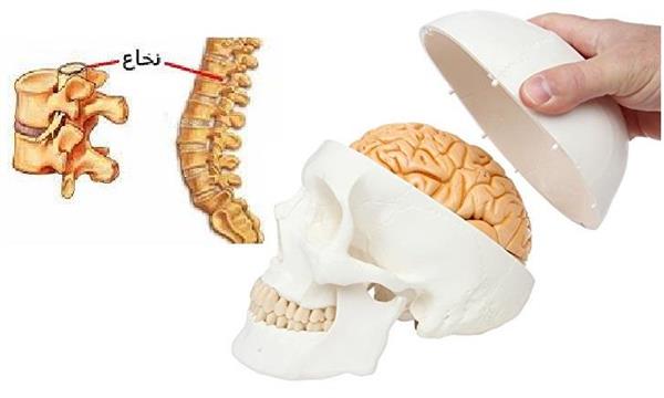 فناوری نویدبخش برای بازسازی مغز و نخاع